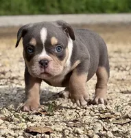 BEAST BOY, a male American Bully for sale in Rockford, IL – 6 of 10