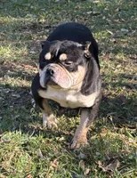 PAGANILLA , a female American Bully for sale in Rockford, IL – 2 of 5