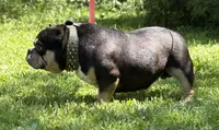 Rhino , a male American Bully for sale in Rockford, IL – 5 of 5