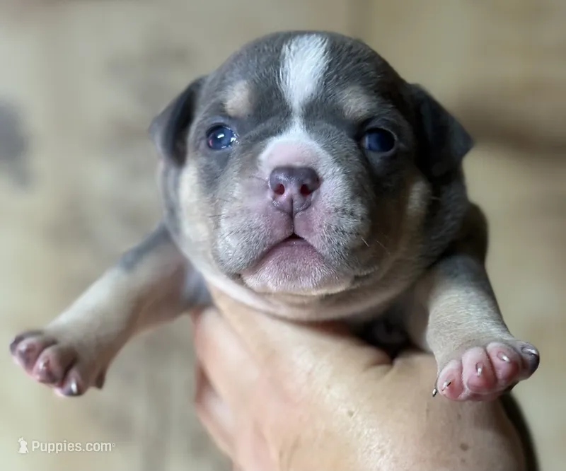 PUPPY2 – American Bully puppy for sale in Rockford, IL