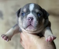 PUPPY2, a male American Bully for sale in Rockford, IL – 1 of 10