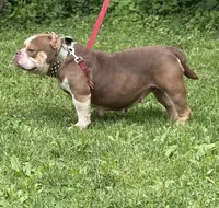 Chocolina , a female American Bully for sale in Rockford, IL – 2 of 3