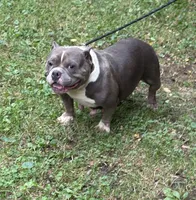 CHANGA, a female American Bully for sale in Rockford, IL – 2 of 2