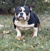 Gordo, a male American Bully for sale in Rockford, IL – Photo 2 of 3
