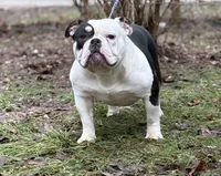 Princesso , a male American Bully for sale in Rockford, IL – Photo 2 of 3