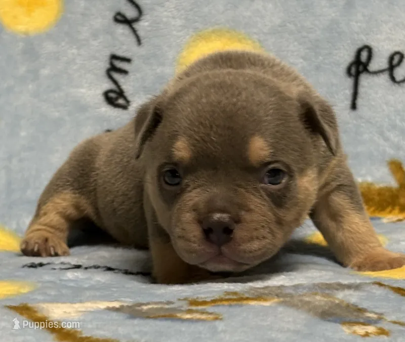 Godzilla  – American Bully puppy for sale in Rockford, IL