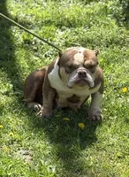 Chocolina , a female American Bully for sale in Rockford, IL – 1 of 5