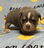 Male 2, a male American Bully for sale in Rockford, IL – 4 of 9