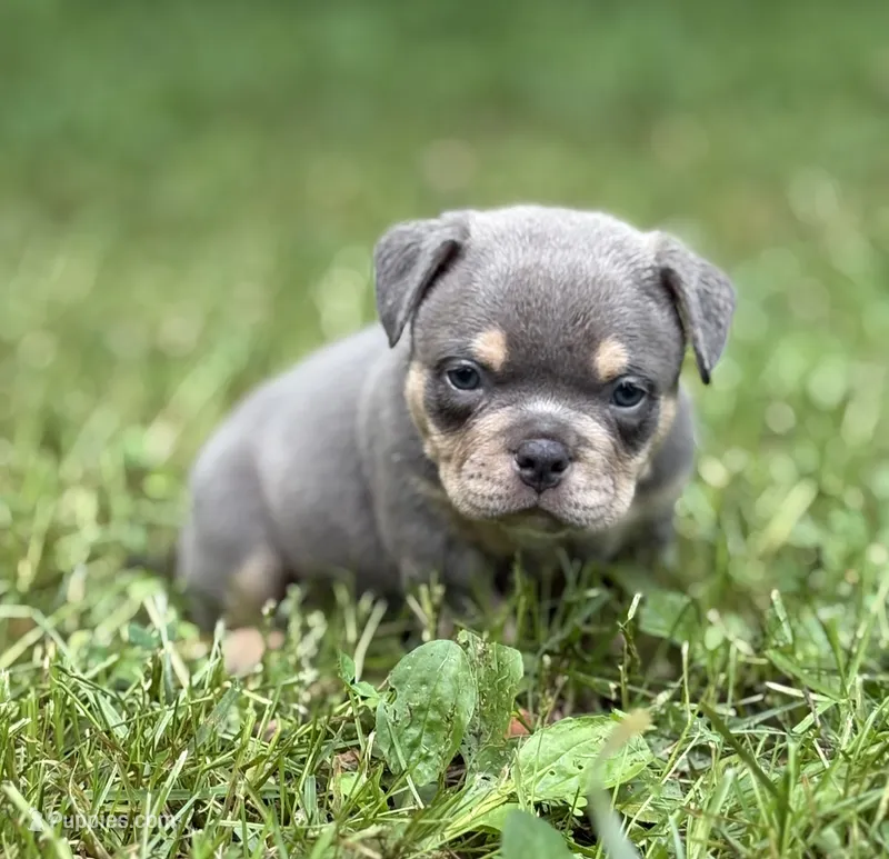 Godzilla  – American Bully puppy for sale in Rockford, IL