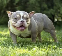 GOLDEN GIRL , a female American Bully for sale in Rockford, IL – 4 of 8