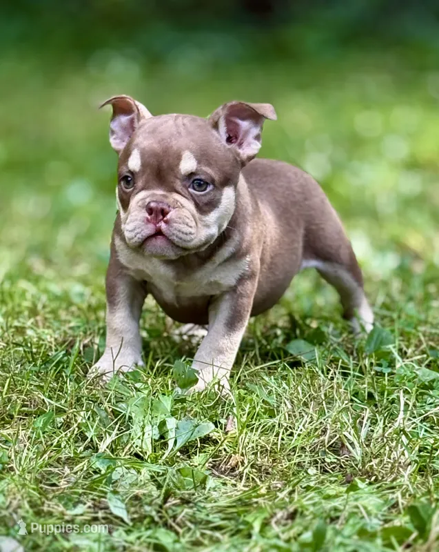 MISFIT – American Bully puppy for sale in Rockford, IL