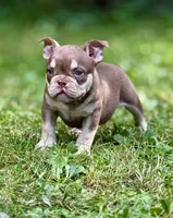 MISFIT, a female American Bully for sale in Rockford, IL – 1 of 4