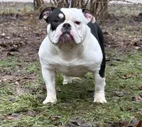 Princesso , a male American Bully for sale in Rockford, IL – Photo 3 of 7