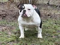 Princesso , a male American Bully for sale in Rockford, IL – Photo 5 of 7