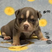 Male 2, a male American Bully for sale in Rockford, IL – 6 of 9
