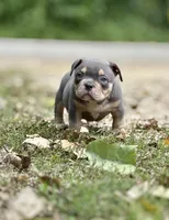 LIL MAN, a male American Bully for sale in Rockford, IL – 2 of 10