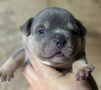 Godzilla , a male American Bully for sale in Rockford, IL – 2 of 8