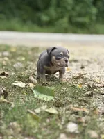 LIL MAN, a male American Bully for sale in Rockford, IL – 5 of 10