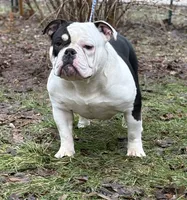 Princess , a male American Bully for sale in Rockford, IL – 4 of 5