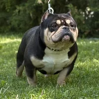 RHINO, a male American Bully for sale in Rockford, IL – 4 of 8