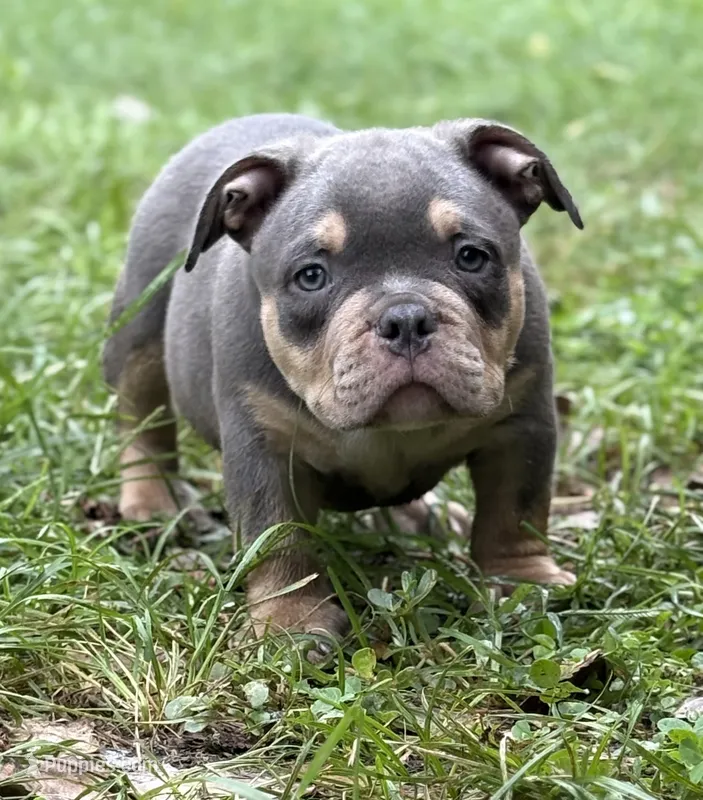 Lil Man – American Bully puppy for sale in Rockford, IL