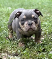 Lil Man, a male American Bully for sale in Rockford, IL – 1 of 3