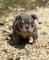 LIL MAN, a male American Bully for sale in Rockford, IL – 6 of 10