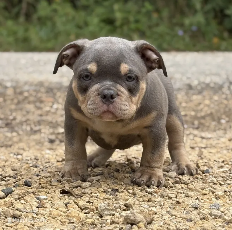 LIL MAN – American Bully puppy for sale in Rockford, IL