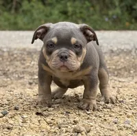 LIL MAN, a male American Bully for sale in Rockford, IL – 1 of 5