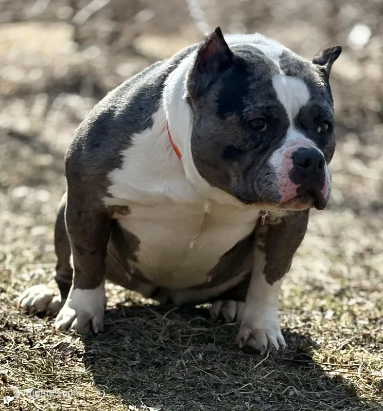 ICE STORM, a female American Bully for sale in Rockford, IL – Photo 1 of 4