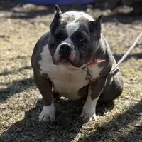 ICE STORM, a female American Bully for sale in Rockford, IL – Photo 2 of 4