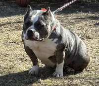 ICE STORM, a female American Bully for sale in Rockford, IL – Photo 3 of 4