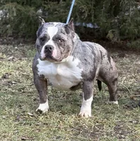 ICE STORM, a female American Bully for sale in Rockford, IL – Photo 4 of 4