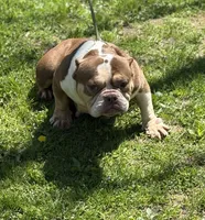 Chocolina , a female American Bully for sale in Rockford, IL – 5 of 5