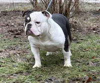 Princesso , a male American Bully for sale in Rockford, IL – Photo 2 of 3
