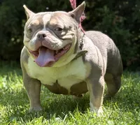 Golden Girl, a female American Bully for sale in Rockford, IL – 2 of 2