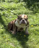 Chocolina , a female American Bully for sale in Rockford, IL – 3 of 5