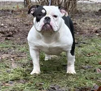 Princess , a male American Bully for sale in Rockford, IL – 3 of 5