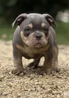 LIL MAN, a male American Bully for sale in Rockford, IL – 2 of 5