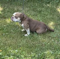 Chocolina , a female American Bully for sale in Rockford, IL – 4 of 4