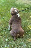 Chocolina , a female American Bully for sale in Rockford, IL – 2 of 3