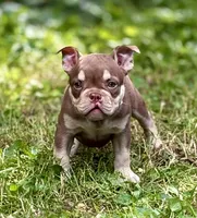MISFIT, a female American Bully for sale in Rockford, IL – 2 of 4