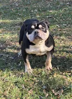 Panagnilla , a female American Bully for sale in Rockford, IL – Photo 3 of 4