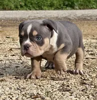 BEAST BOY, a male American Bully for sale in Rockford, IL – 8 of 10