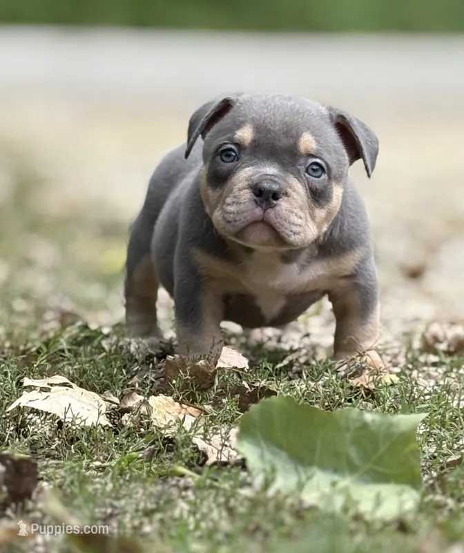 LIL MAN – American Bully puppy for sale in Rockford, IL