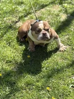 Chocolina , a female American Bully for sale in Rockford, IL – 3 of 4