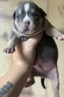 PUPPY2, a male American Bully for sale in Rockford, IL – 4 of 10