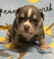 Male 2, a male American Bully for sale in Rockford, IL – 3 of 9