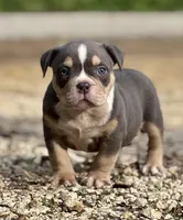 BEAST BOY, a male American Bully for sale in Rockford, IL – 2 of 10