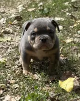 LIL MAN, a male American Bully for sale in Rockford, IL – 9 of 10
